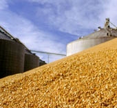 Grain Processing